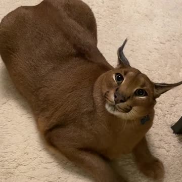 funny|prank|jokes|funny jokes|dad jokes|funny memes|funny video|fun|laughing|funny animal|knock