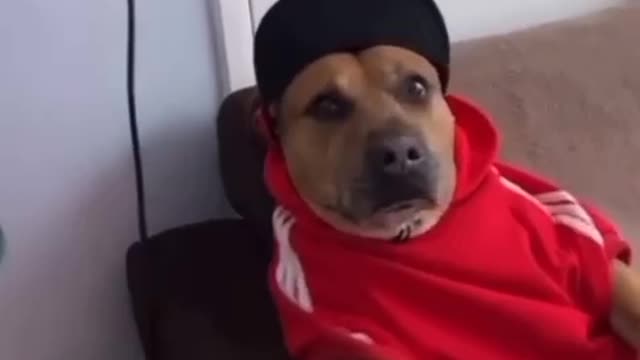 Que vida boa