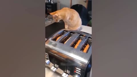 Funny animal videos 2024 - Funniest dogs and cats videos-