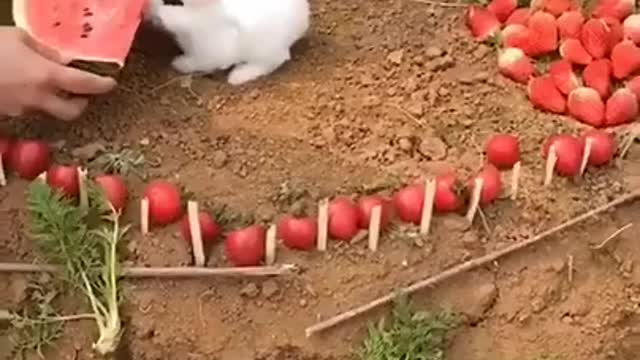 #funny rabbit moment