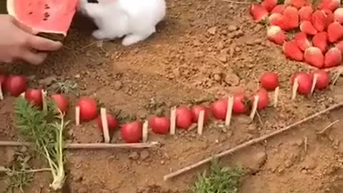 #funny rabbit moment