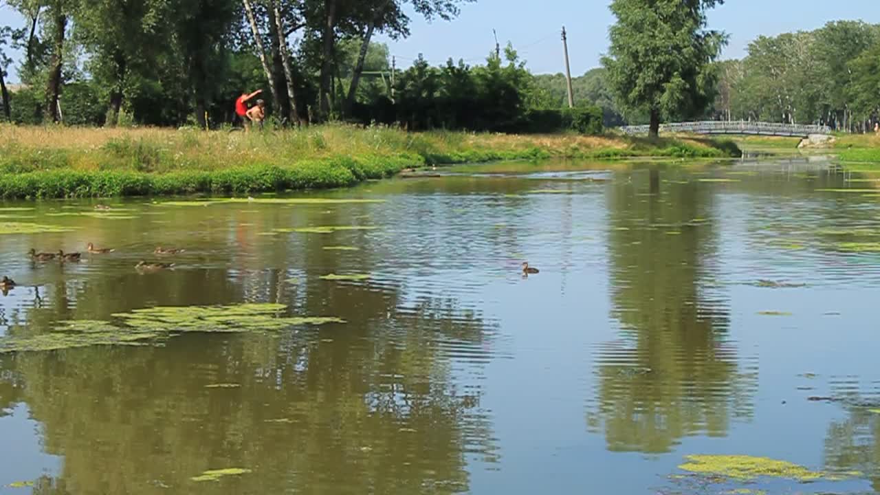 Ducks on lake video stock footage