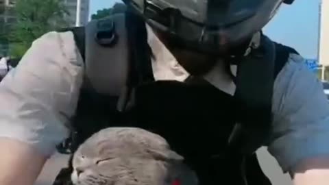 Traveling on a motorcycle with a kitten