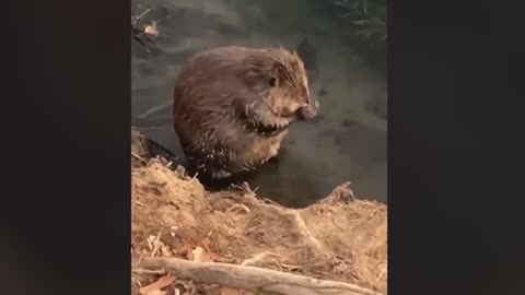 Cute Beaver taking bath