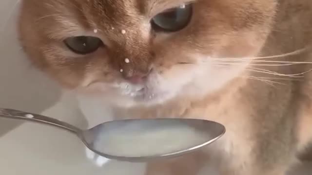 Feedling milk to cat