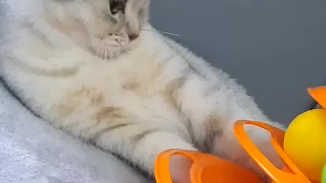 White Cat