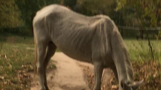 White horse nibbles grass very appetizing