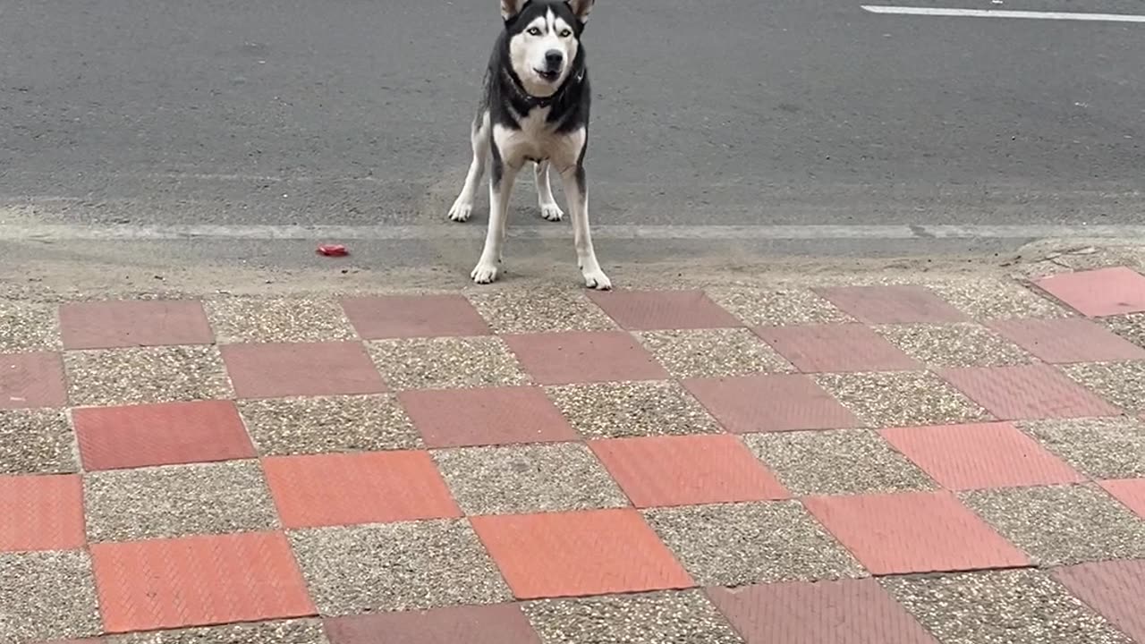 Fearless Canine Takes on Balloon Beast