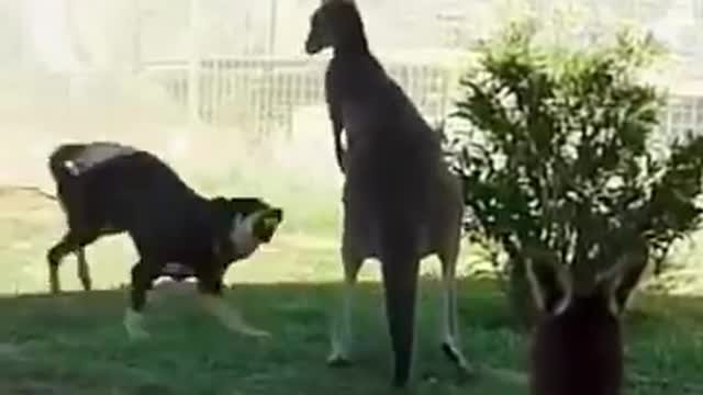 FUNNY ANIMALS