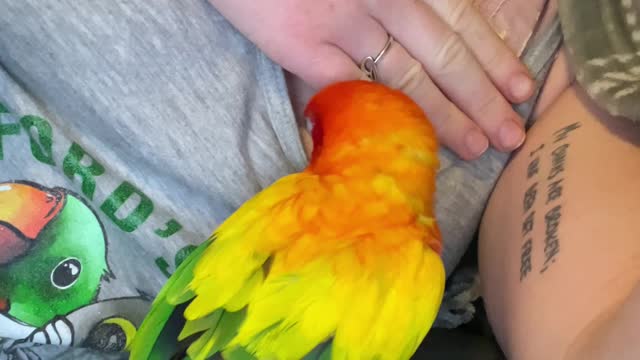 Parrot can't stop diving in mom's shirt