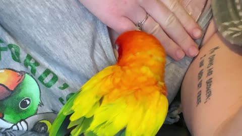 Parrot can't stop diving in mom's shirt