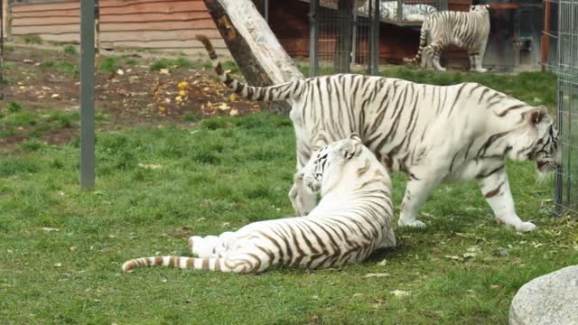 The white tiger, the king of the forest, appears!