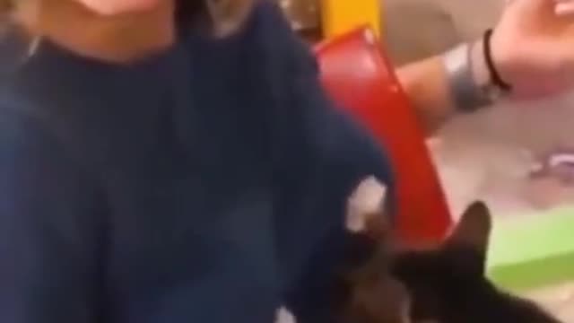 Most epic funny moments of cat