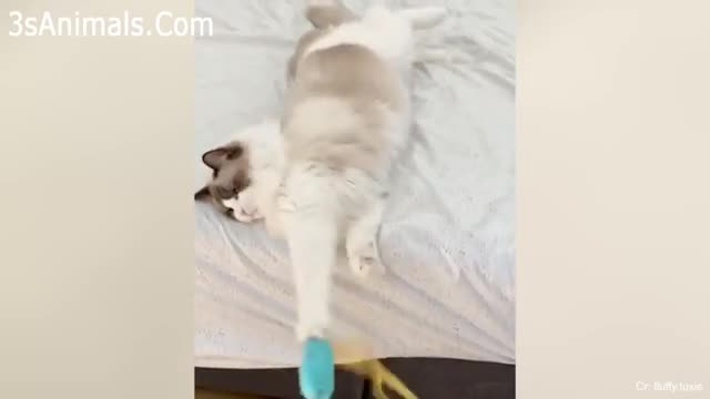 CATS will make you LAUGH YOUR HEAD OFF funny cat compilation