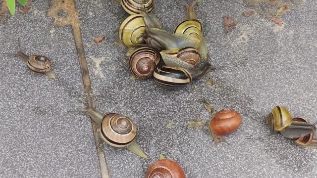 live snails