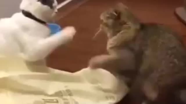 The Ultimate Viral Cat Video