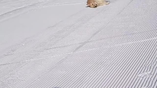 A dog goes out to ski on the ice after a storm!!