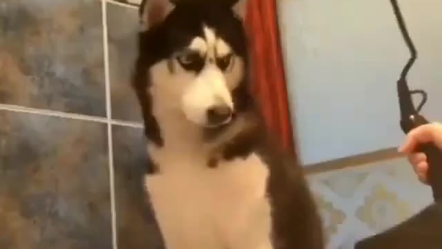 Verrry dog funny video