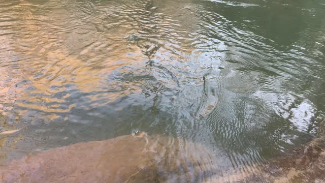 An afternoon by the creek.