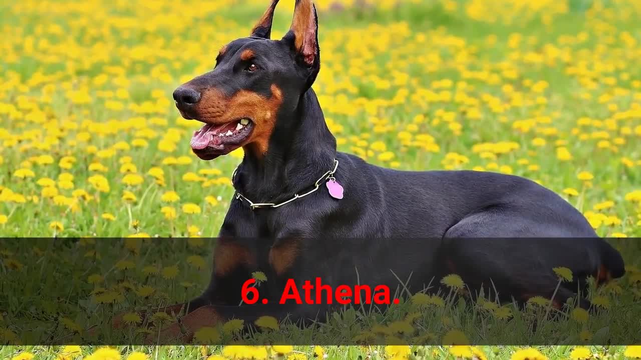 TOP Badass Dog Names For Female!