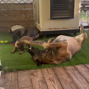 A Malinois Family #puppy #doglife #dog