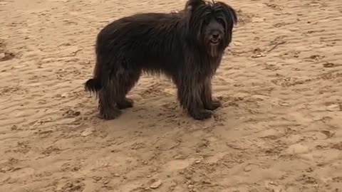 Black dog trying to catch in slow motion but fails