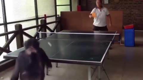 The Chimpanzee Table Tennis Champion - 1 IN A MILLION Animal Moments Caught On Camera!