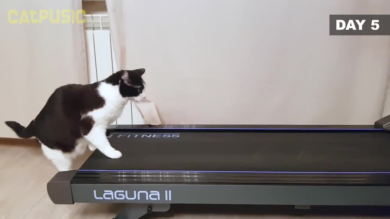 A Cat Trains For The Olympics! It's a fun filled video.