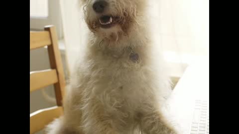 The most funny and most cute dog sitting on the chair