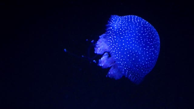 Glowing Jellyfish In Dark Water