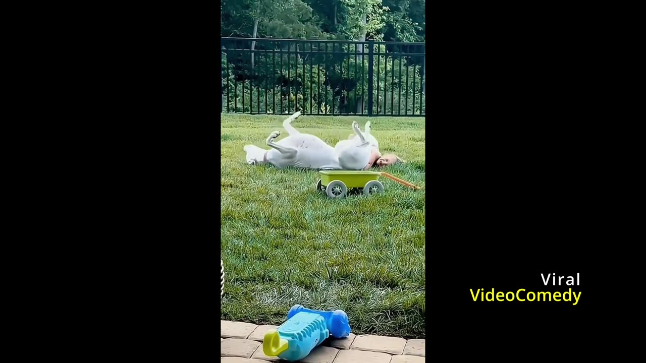 Funny Animal Videos #1