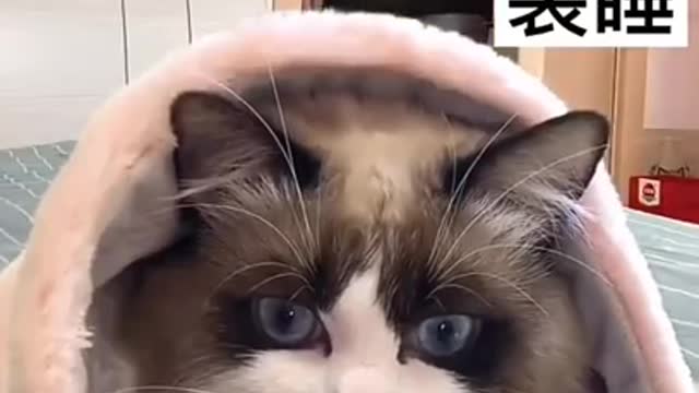 Best Cute and Funny Cat Video Compilation 2021