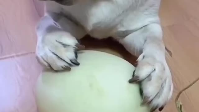 Cute pet rollover scene