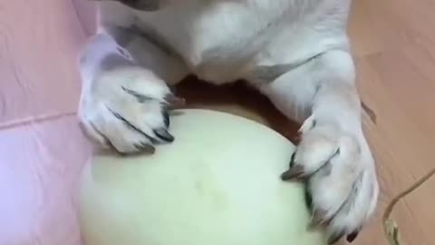 Cute pet rollover scene