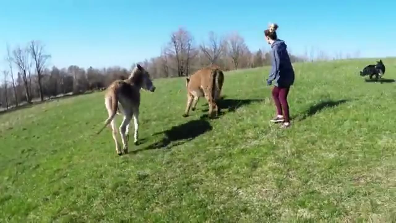 Donkey meets baby goat, instantly falls in love