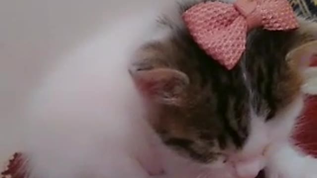 A sick cat suffers in silence from the severity of the pain.