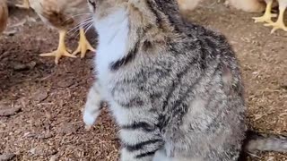 The kitten and his friends