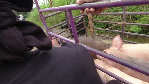 2 FOUR LITTLE PIGGY'S GO TO MARKET