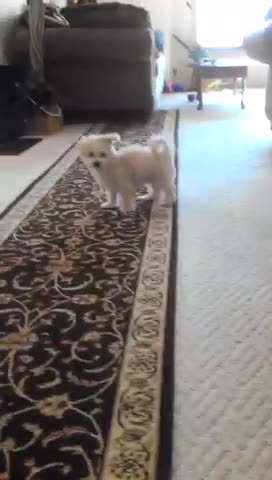 Puppy Gets Revenge On Girl Who Fake Threw His Toy