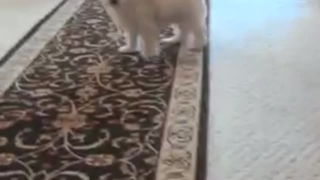 Puppy Gets Revenge On Girl Who Fake Threw His Toy