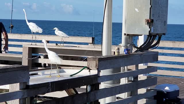 Egrets gather on pier