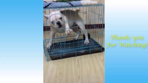Funny & Cute Cats life. Cats & Owners are the best friend videos.