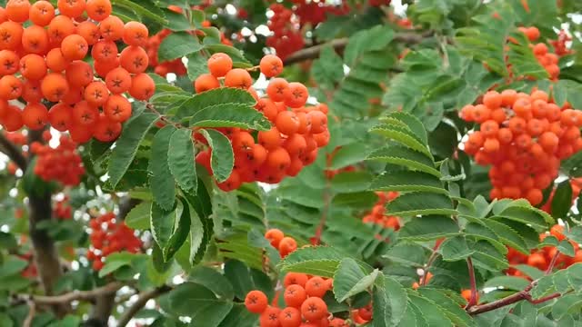 Do you like fruit trees? I do.