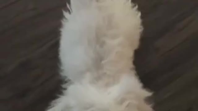 1.Typical Whining Hound Doggo😅