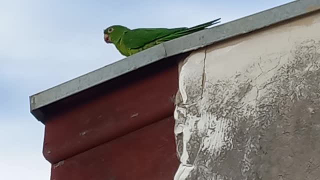 Talkative endemic brazilian green parakeet • Periquito verde endêmico brasileiro faladeiro