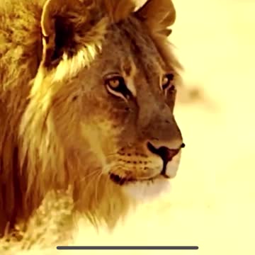 Lion of the Tribe of Juda is with Trump!!!-Dan Scavinno JR