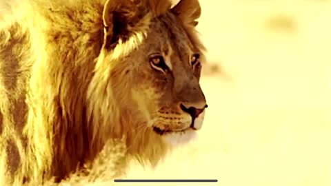 Lion of the Tribe of Juda is with Trump!!!-Dan Scavinno JR