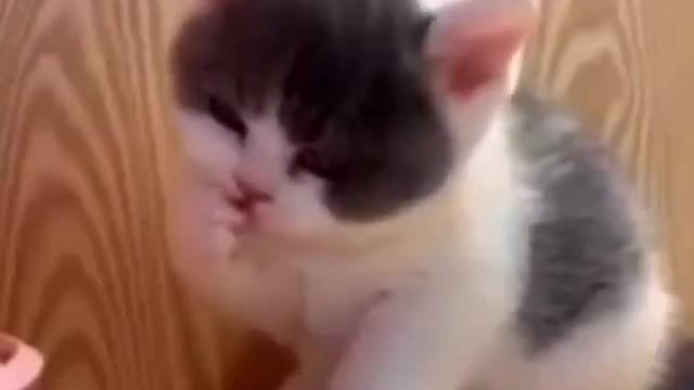 Cutest Cat 2021 - Funny Animals