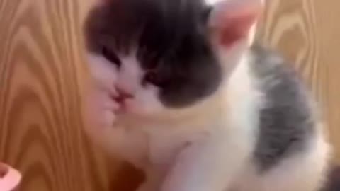 Cutest Cat 2021 - Funny Animals