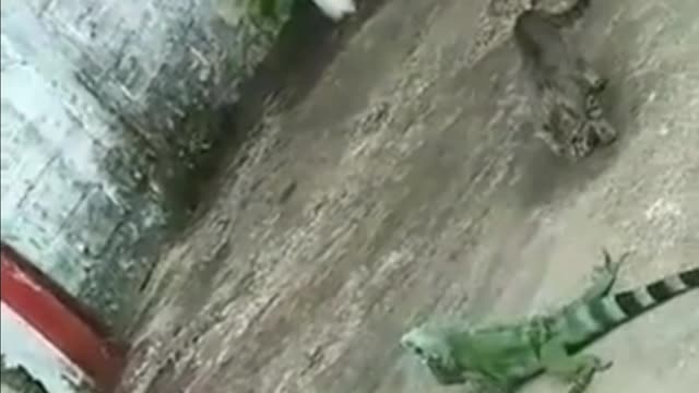 How a chameleon slapped a cat